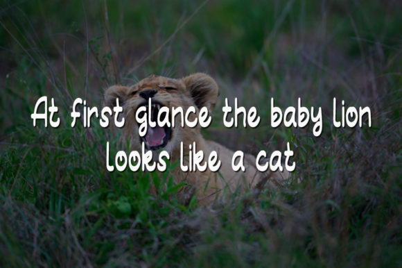 Baby Lion Font Poster 3