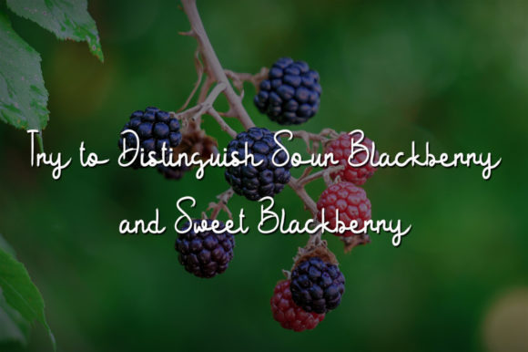 Sour Blackberry Font Poster 2