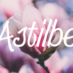 Astilbe Font Poster 1