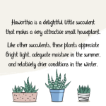 Haworthia Font Poster 3