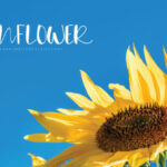 Sunflower Font Poster 1