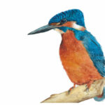 Kingfisher Font Poster 3