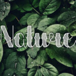 Lilytulip Script Font Poster 8