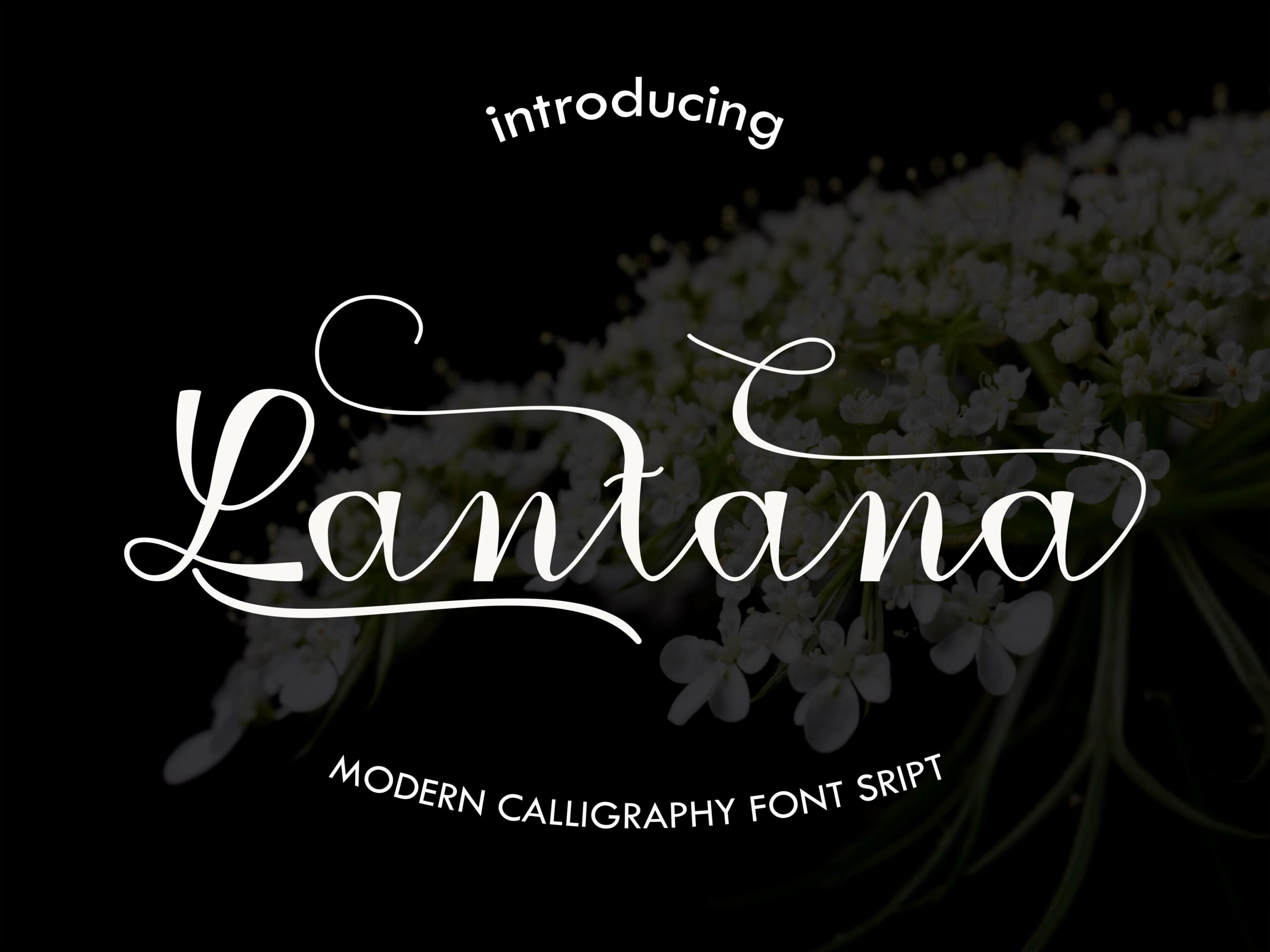 Lantana Font