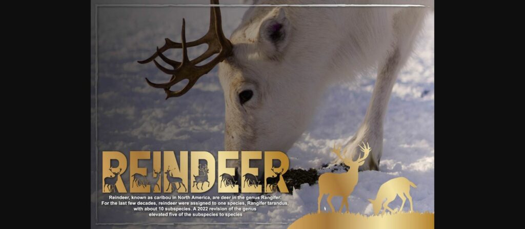 Reindeer Font Poster 4