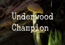 Underwood Champion Fonts