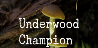 Underwood Champion Fonts