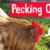 Pecking Order